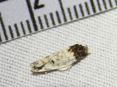 Antaeotricha irene