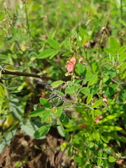 Indigofera trita