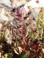 Castilleja parviflora