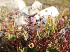 Castilleja parviflora