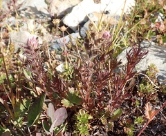 Castilleja parviflora