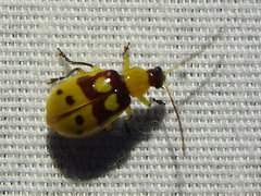 Paranapiacaba connexa