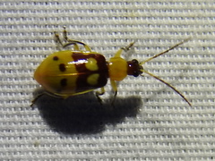 Paranapiacaba connexa