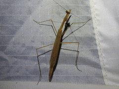 Bistanta mexicana