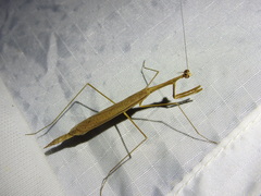 Bistanta mexicana