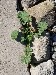 Malva parviflora