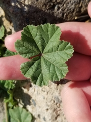 Malva parviflora