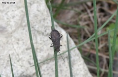 Hygia lativentris