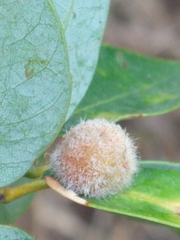 Disholandricus lasius