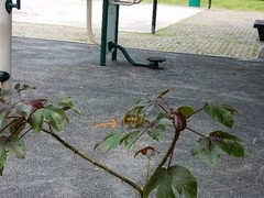 Papilio demoleus malayanus