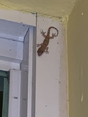 Hemidactylus mabouia