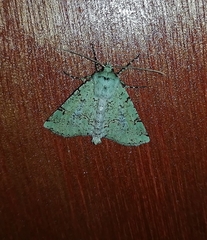 Leucolithodes lecideata