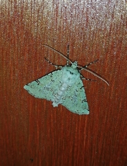 Leucolithodes lecideata