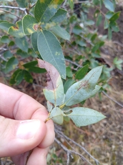 Disholandricus lasius