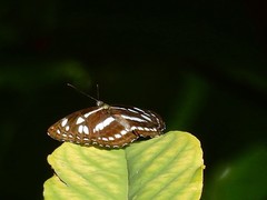 Phaedyma columella singa