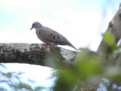 Zenaida auriculata
