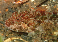 Artedius harringtoni