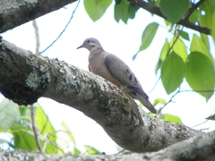 Zenaida auriculata