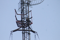 Caracara plancus