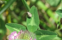 Stictopleurus minutus