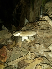 Fungi