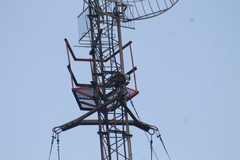 Caracara plancus