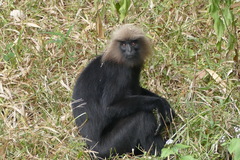 Semnopithecus johnii