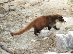 Nasua narica nelsoni