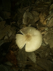 Fungi