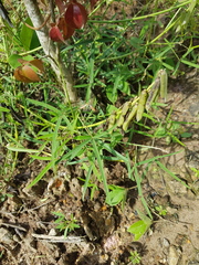 Crotalaria lanceolata