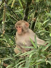 Macaca mulatta