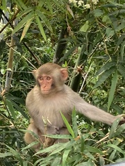 Macaca mulatta
