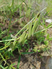 Crotalaria lanceolata