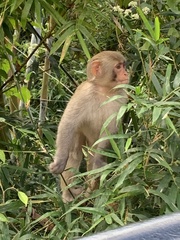 Macaca mulatta