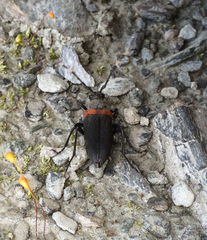 Stictoleptura canadensis