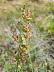Crotalaria lanceolata
