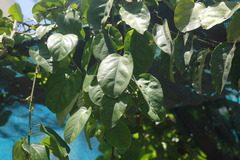 Passiflora alata