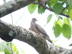 Zenaida auriculata