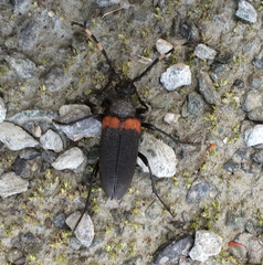 Stictoleptura canadensis