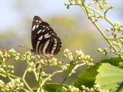 Phaedyma columella singa