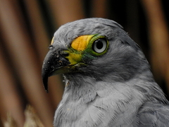 Chondrohierax uncinatus