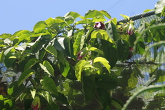 Passiflora alata