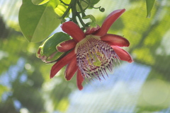 Passiflora alata