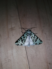 Leucolithodes paulina