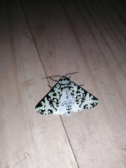 Leucolithodes paulina