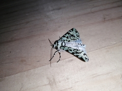 Leucolithodes paulina