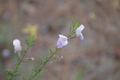 Conradina canescens image