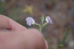 Conradina canescens image