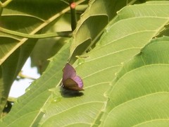 Anthene emolus goberus