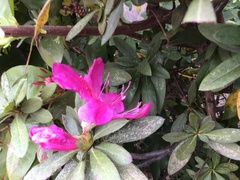 Rhododendron pulchrum phoeniceum